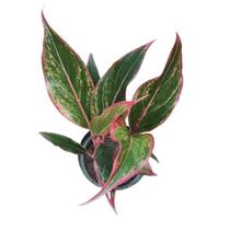 Aglaonema Siam Aurora (borda vermelha) Aglaonema Siam Aurora (borda vermelha)
