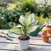 Aglaonema White Joy - Planta Ornamental Tropical Aglaonema White Joy - Planta Ornamental Tropical