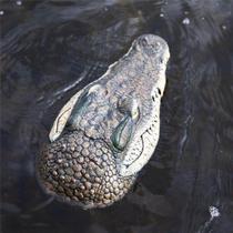 Água flutuante Crocodilo cabeça realista decoração lagoa - generic
