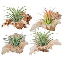 Air Plant Holders ANPHSIN Conch Sea Shell 10-12 cm, pacote com 4