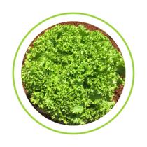 Alface crespa leticia - 5 mx