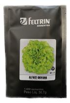 Alface Gioavana - 1.000 Sementes Peletizadas - Cultivo Verão Alface Gioavana - 1.000 Sementes Peletizadas - Cultivo Verão