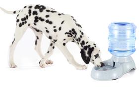 Alimentador e bebedouro para animais de estimação Blessed Family, grande capacidade de 11,4 L Alimentador e bebedouro para animais de estimação Blessed Family, grande capacidade de 11,4 L