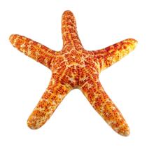 Almofada Conchas Frutos do Mar Estrela Vieira Mexilhao Ostra Caracol Realista Engraçada Macia