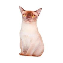 Almofada De Pelúcia Gato Realista, Bichinho De Pelúcia Fofo, Boneca De Gatinho, Almofada De Sofá,