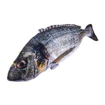 Almofada Peixes Realista Macio Decoração Presente Travesseiro Engraçado Macio 38cm a 120cm