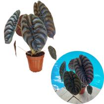 Alocasia Cuprea Pulmão de Aço Planta Adulta Folhagem Vaso 15 Alocasia Cuprea Pulmão de Aço Planta Adulta Folhagem Vaso 15