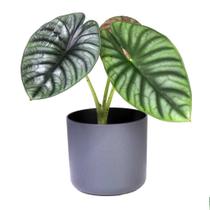 Alocasia nebula 'Imperialis' (Casco-de-Tartaruga) - floresta.eco