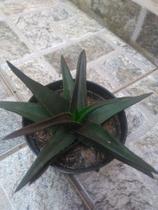 Aloe black gem pt 11 Aloe black gem pt 11