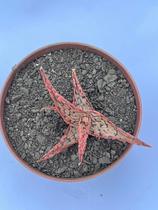 Aloe pink blush 8cm suculenta Aloe pink blush 8cm suculenta