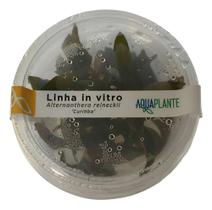 Alternanthera Reinecki Curitiba (in Vitro) Aquaplante
