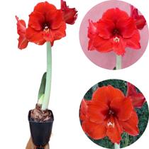 Amarílis Vermelha Tulipa Brasil Açucena Flor Da Imperatriz