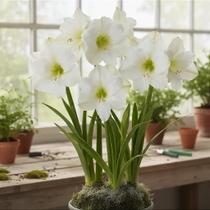 Amaryllis Intokazie - Bulbo de Flor Amaryllis Intokazie - Bulbo de Flor