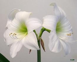 Amaryllis Intokazie - Bulbo de Flor