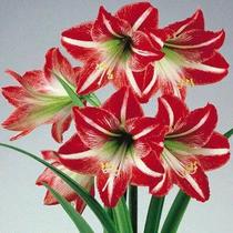 Amaryllis Minerva - Bulbo de Flor Híbrido de Hippeastrum