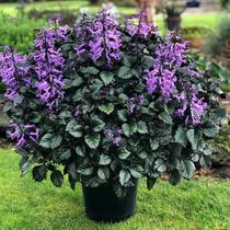 Ametista - Plectranthus Saccatus - Planta Ornamental de 20 cm Ametista - Plectranthus Saccatus - Planta Ornamental de 20 cm