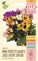 Amor-perfeito crespo rococo sortido gigante suico isla Amor-perfeito crespo rococo sortido gigante suico isla