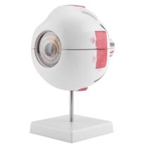 Ampliação 6X do modelo Eyeball Model Fafeicy para educação científica Ampliação 6X do modelo Eyeball Model Fafeicy para educação científica