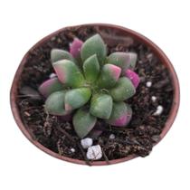 Anacampseros Ruffens Variegata pote 9 Anacampseros Ruffens Variegata pote 9
