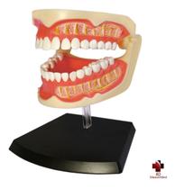 Anatomia da Arcada Dentária Adulta - 4D MasterMed