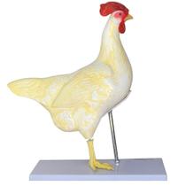 Anatomia da Galinha em 5 Partes