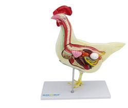 Anatomia da Galinha em 6 Partes