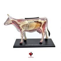 Anatomia da Vaca - 4D Master