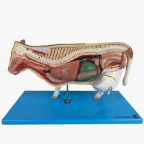 Anatomia da Vaca