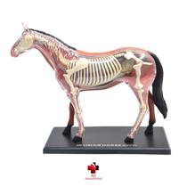Anatomia do Cavalo - 4D Master