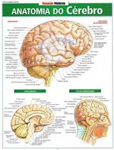 Anatomia do cerebro - resumao - BARROS FISCHER