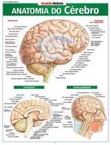 Anatomia do cérebro