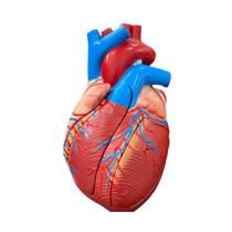 Anatomia Do Coração Ampliado Em 5 Partes - Anatomic TGD-0322-A