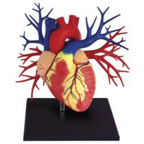 Anatomia do Coração Deluxe