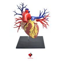 Anatomia do Coração Deluxe - 4D MasterMed