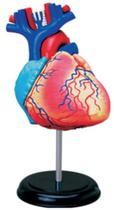 Anatomia do Coração Humano - 4D Master