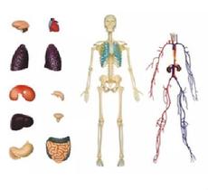 Anatomia Do Corpo Humano