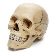 Anatomia do Crânio - 4D Master