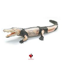 Anatomia do Crocodilo