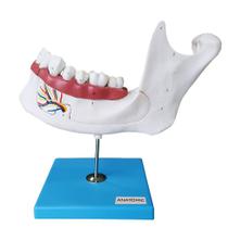Anatomia do Dente em 6 Partes Modelo Anatomia