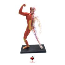 Anatomia do Esqueleto e Músculos Humano - 4D Master