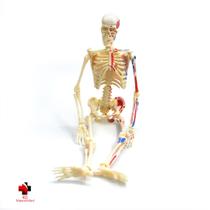 Anatomia do Esqueleto Humano - 4D Master
