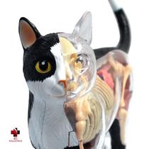 Anatomia do Gato - 4D Master