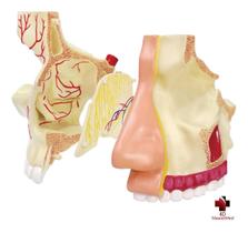 Anatomia do Nariz e Olfato - 4D MasterMed