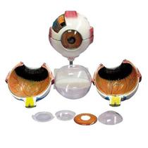 Anatomia do Olho dividido em 8 Partes Anatomia do Olho dividido em 8 Partes