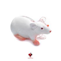 Anatomia do rato - 4D MasterMed