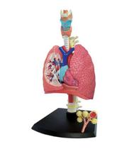 Anatomia do Sistema Respiratório - 4D MasterMed