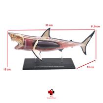 Anatomia do Tubarão Branco - 4D Master