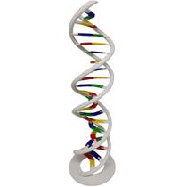 Anatomia Dupla Hélice Dna Humano Modelo Anatômico Biologia