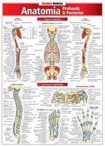 Anatomia Profunda e Posterior - Barros Fischer & Associados