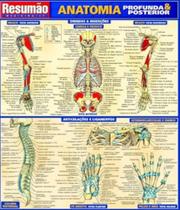 Anatomia - profunda e posterior
